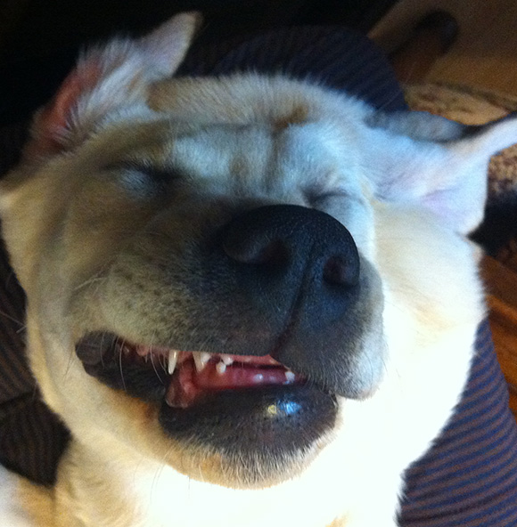 ラブラドールの仔犬メイプルの変顔写真