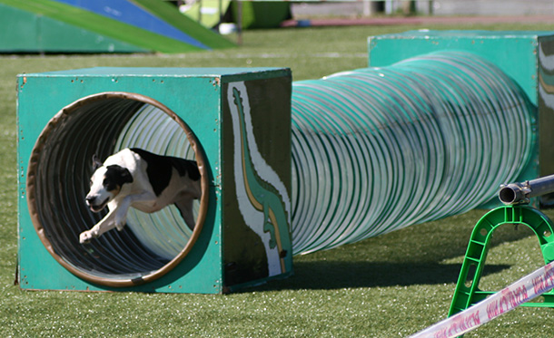 エクストリーム・チャンピオンシップ競技会でトンネルをくぐる犬