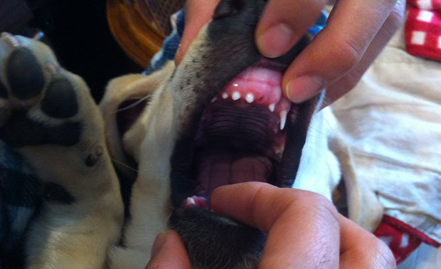 ラブラドールの子犬メイプルの前歯が抜けた状態の写真