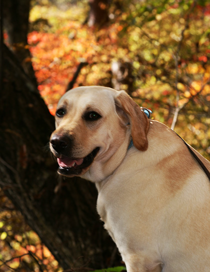 軽井沢の紅葉を愛でるサブラドール犬、メイプル