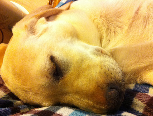 すやすや眠るラブラドールの子犬メイプルの写真