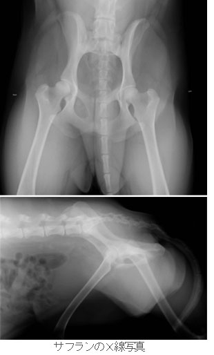 股関節形成不全の検査のために撮影したラブラドールのレントゲン写真